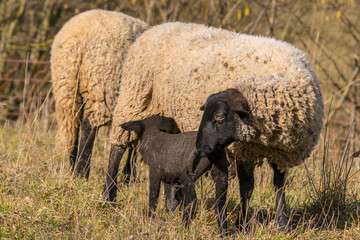 Fototapeta premium young new born black lamb explores the world