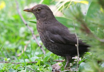 amsel