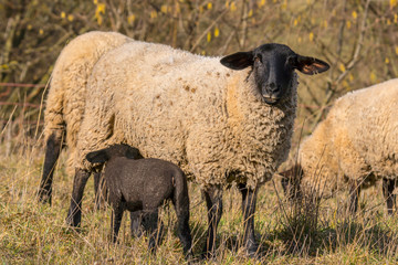 young new born black lamb explores the world
