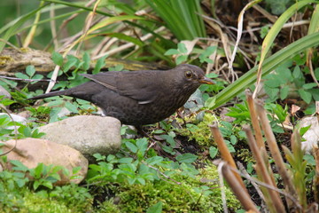 amsel