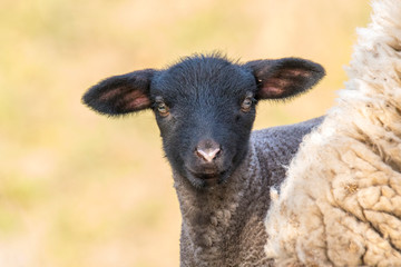 young new born black lamb explores the world