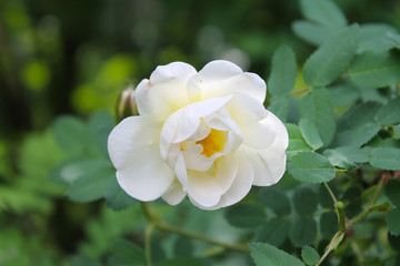 Obraz na płótnie Canvas white rose flower closeup as background or greeting card. natural background