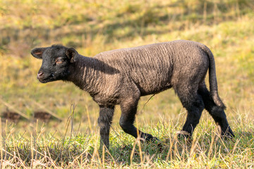 Obraz premium young new born black lamb explores the world