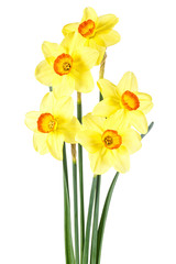 Bouquet of yellow daffodils on a white background