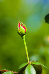 Red Rose flower. Nature. close up, selective focus