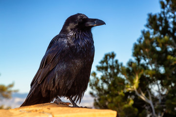 Large Black Common Raven in Bryce Canyon National Park, Utah, United States.