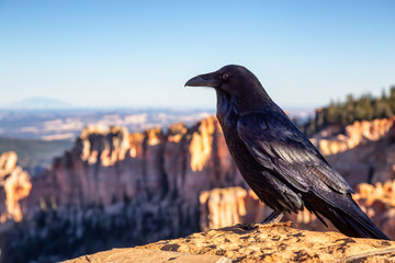 Large Black Common Raven in Bryce Canyon National Park, Utah, United States.
