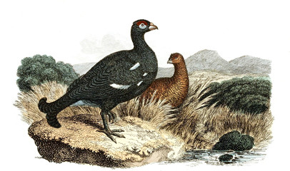 Black grouse