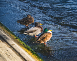 Ducks on Seine river in Paris