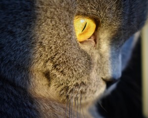 Perfil mirada gato