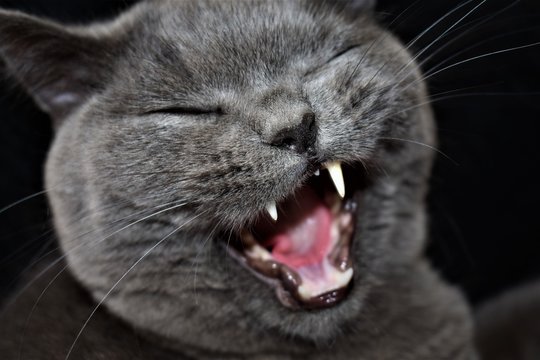 gato bostezo