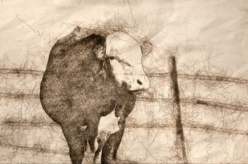 Sketch of an Angry Mean Bull and The Evil Eye - obrazy, fototapety, plakaty