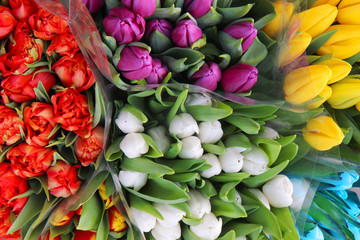 bouquet of colorful tulips