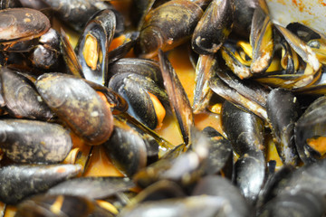 Mussels cooked in tomato sauce, marinara