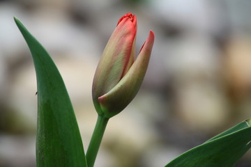 tulpen