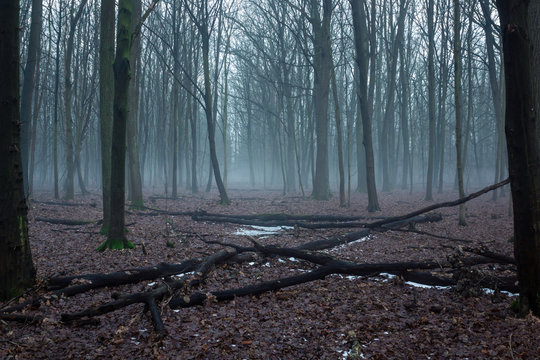 Forest during fog in a nature reserve Obory near Konstancin-Jeziorna, Masovia, Poland