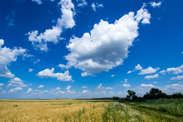 the vast field of Golden, ripe rye under a rich blue sky on which like floating clouds