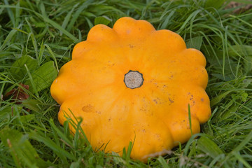 Kürbisernte im Herbst