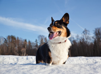 Welsh Corgi Cardigan on a sunny snowy field in nature in winter