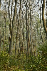 Fototapeta na wymiar Trees in a swampy land