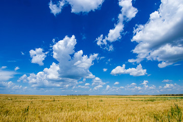 the vast field of Golden, ripe rye under a rich blue sky on which like floating clouds