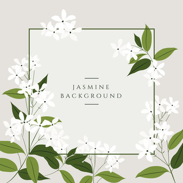 Vector jasmine flower banners. Design for tea, natural cosmetics, beauty store, organic health care products, perfume, essential oil, aromatherapy. Can be used as greeting card or wedding invitation