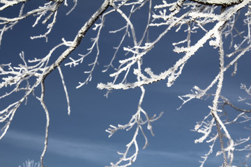 winter landscape