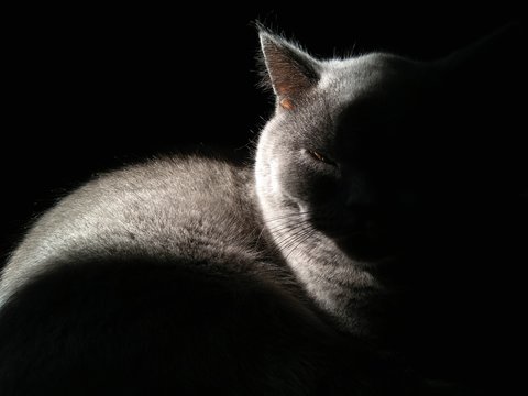 gato penumbra