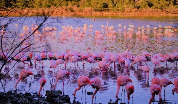 charca flamencos rosas