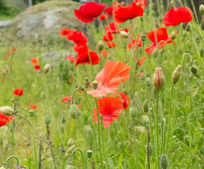 Orange and red  poppyflowers
