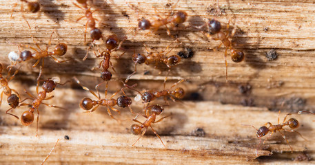 ants in spring