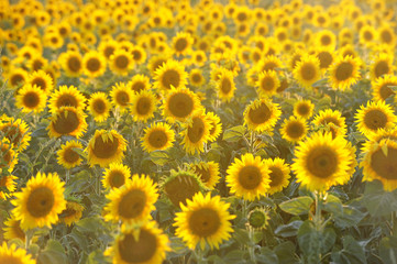 Sunflowers in field