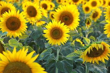 Sunflowers in field