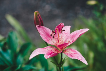 Beautiful flowering pink lily in macro. Amazing picturesque wet blooming flower close-up. Raindrops on colorful plant. Wonderful european perfume flower with dew drops. Droplets on pink petals.