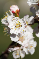 Blossoming tree with white flowers in spring