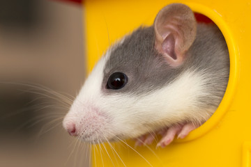 Portrait head of white and gray tame mouse hamster with shiny eyes looking from bright yellow cage on light copy space background. Keeping pets at home, care and love to animals concept.