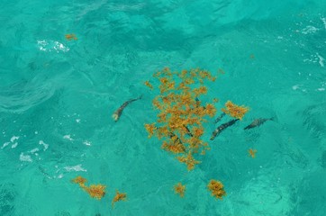 Fototapeta na wymiar fish swimming in the caribbean