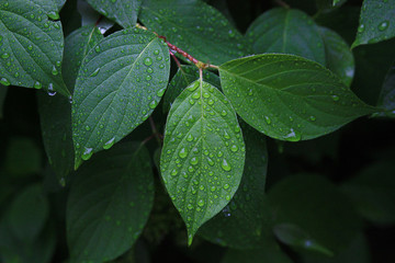 Green dewy leaf leaves on a dark green background