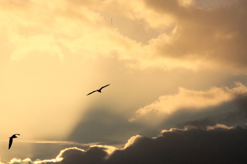 flamingos in the sky of the pond in search of light
