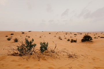 beautiful Arabian desert landscape
