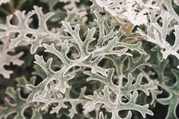 Gray green leaves of cineraria in macro. Exotic dusty miller plant close-up. Natural background of cineraria maritima. Silver dust herb. Beautiful senecio cineraria. Rough leaves of amazing plant.