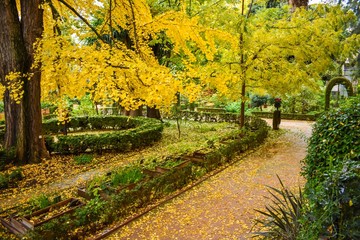 The golden yellow leaves of an autumn or Fall garden in Granada, Spain