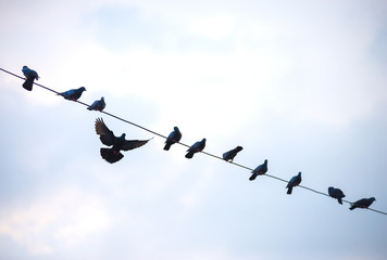 A group of birds that catch on an electric wire with a sky backdrop
