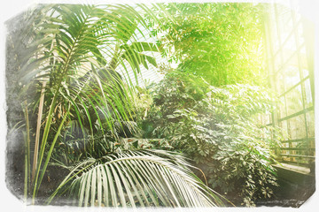 Palm interior garden with diverse cultures of palm trees small and big - Vintage frame effect over old film 