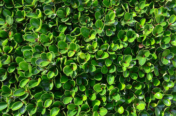 Fototapeta na wymiar Shrubs with small leaves, lush green, very dense.