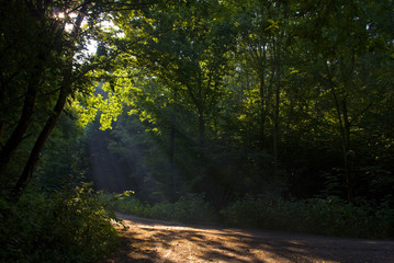 Obraz premium Clearances of the sun in the forest