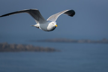 oiseaux en vol