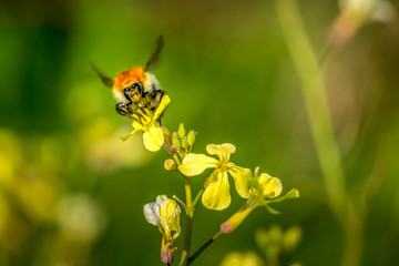 l'abeille se régale