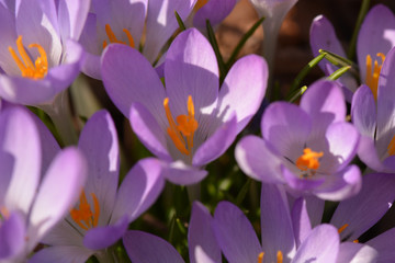 lila Krokus - Crocus
