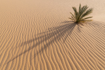 Small palm tree growing in the desert sand with a beautiful abstract background surrounding op ripples in the sand at sunrise